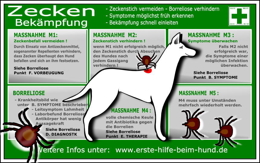 ᐅ Zeckenschutz beim Hund › guterHund.de
