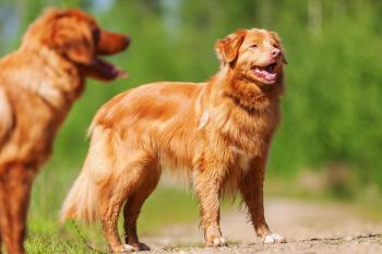 Nova Scotia Duck Tolling Retriever