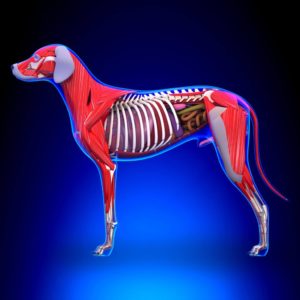 ᐅ Anatomie Des Hundes - Der Hund Im Detail › Guter-Hund.de