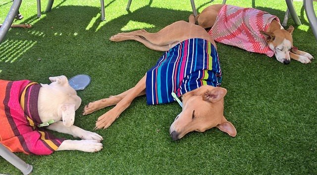 Hunde werden vor Hitzschlag geschützt