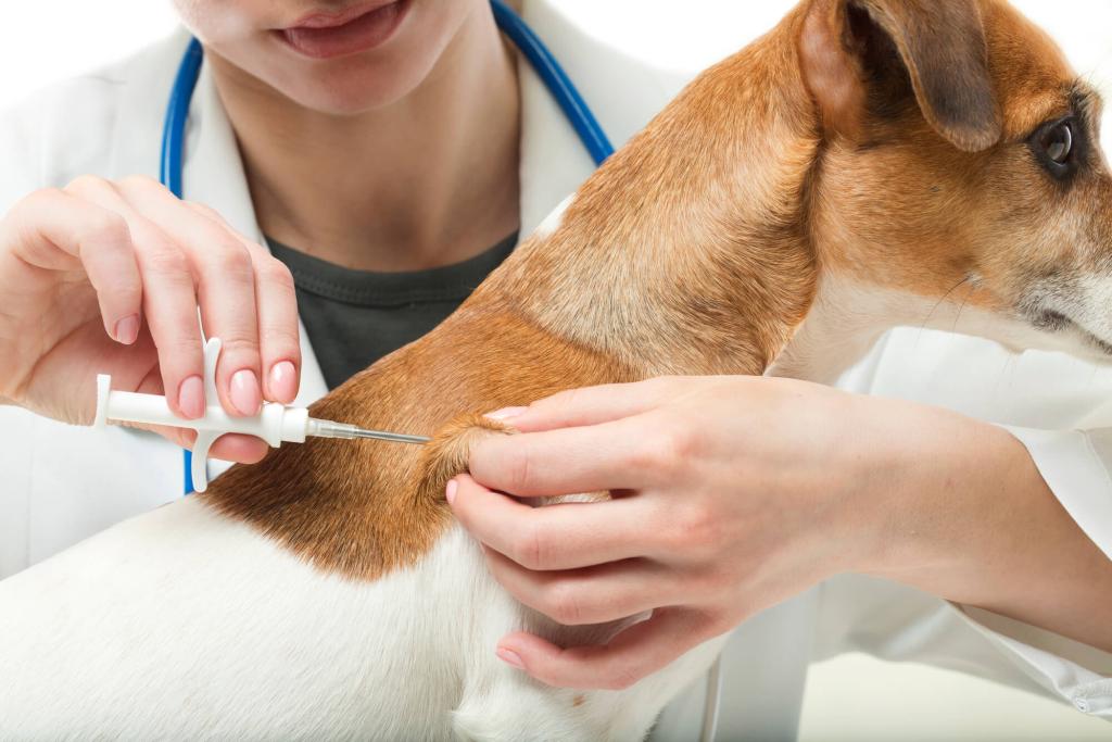 Microchip für Hunde