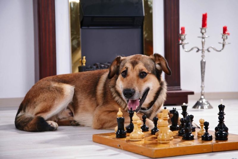 ᐅ Intelligenzspielzeug für Hunde Individuelles Spielcenter › guter