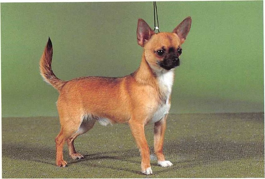 ᐅ Chihuahua - Rassebeschreibung mit Video › guter-Hund.de