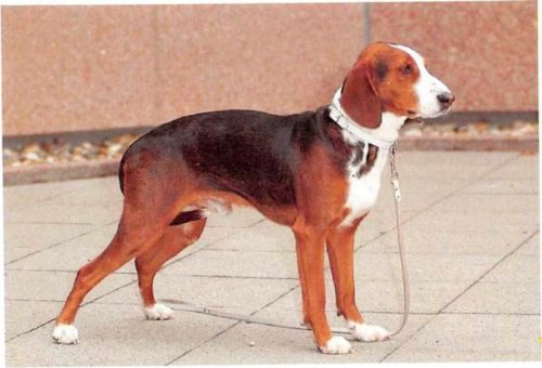 ᐅ Deutsche Bracke - Rassebeschreibung mit Bild und Video › guter-Hund.de