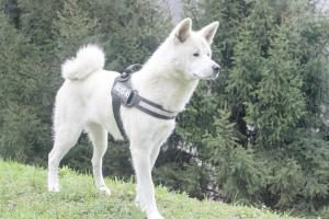 ᐅ Akita Inu 秋田犬 Rassebeschreibung Mit Video Guter Hund De