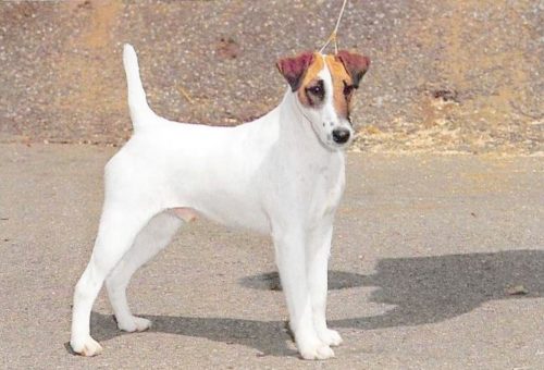 ᐅ Glatthaar Foxterrier Rassebeschreibung mit Bild und Video › guter