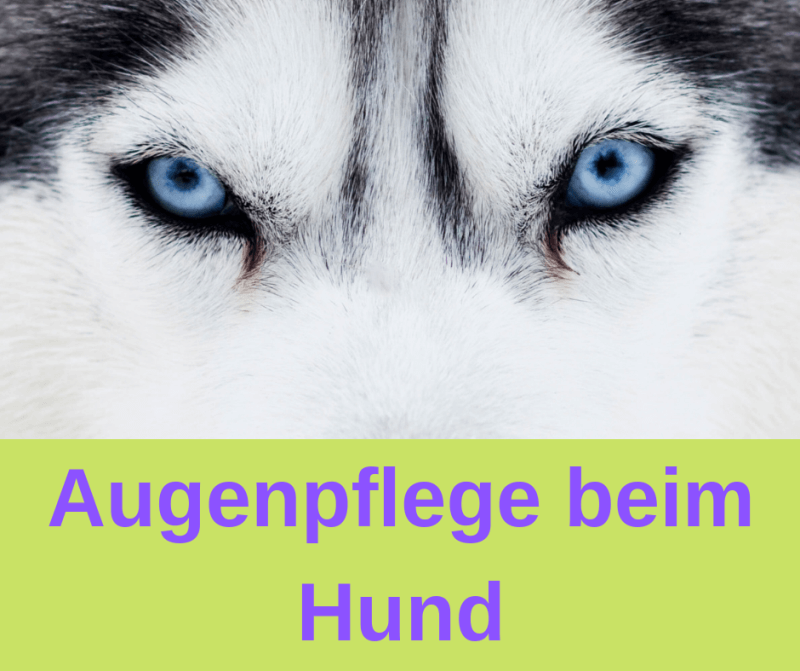 ᐅ Die richtig Augenpflege für Hunde 2019 › guterHund.de