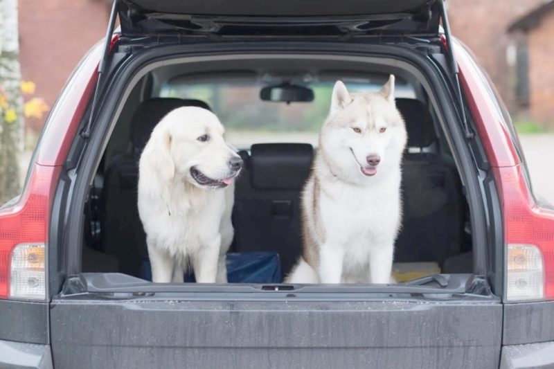 ᐅ Kofferraumschutz für Hunde damit dein Auto sauber bleibt › guter