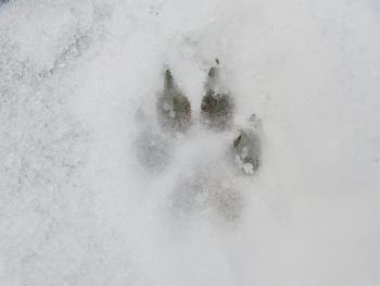 Hundeabdruck im Schnee