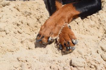 Hundepfoten im Sand