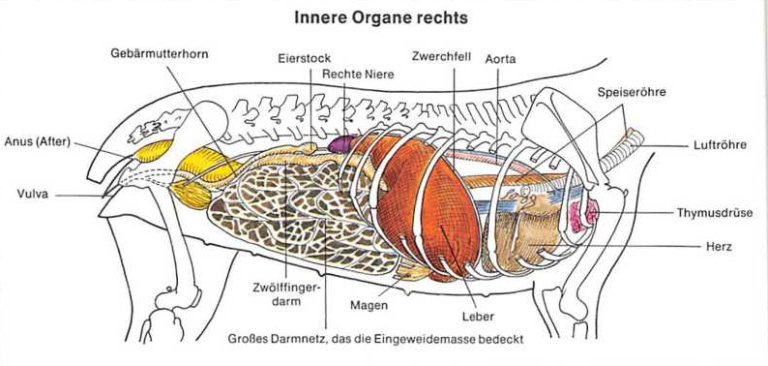 ᐅ Die innere Organe des Hundes › guterHund.de