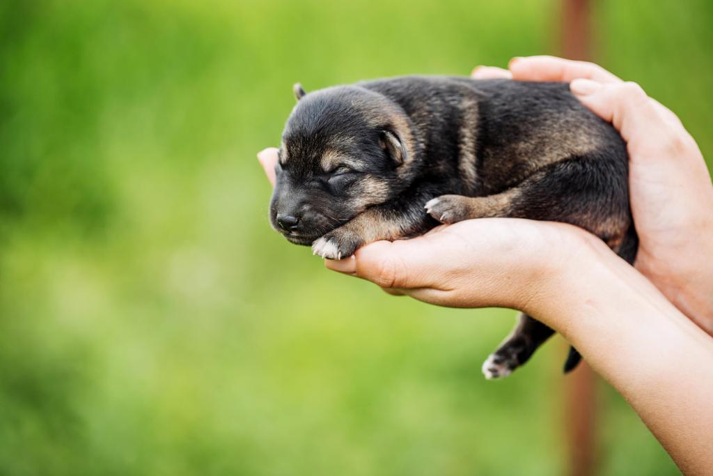 ᐅ Welpenentwicklung vom Hundewelpen zum erwachsenen Hund › guterHund.de