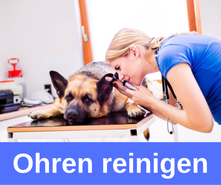 ᐅ Die besten und beliebtesten Ohrreiniger für Hunde 2020 › guterHund.de