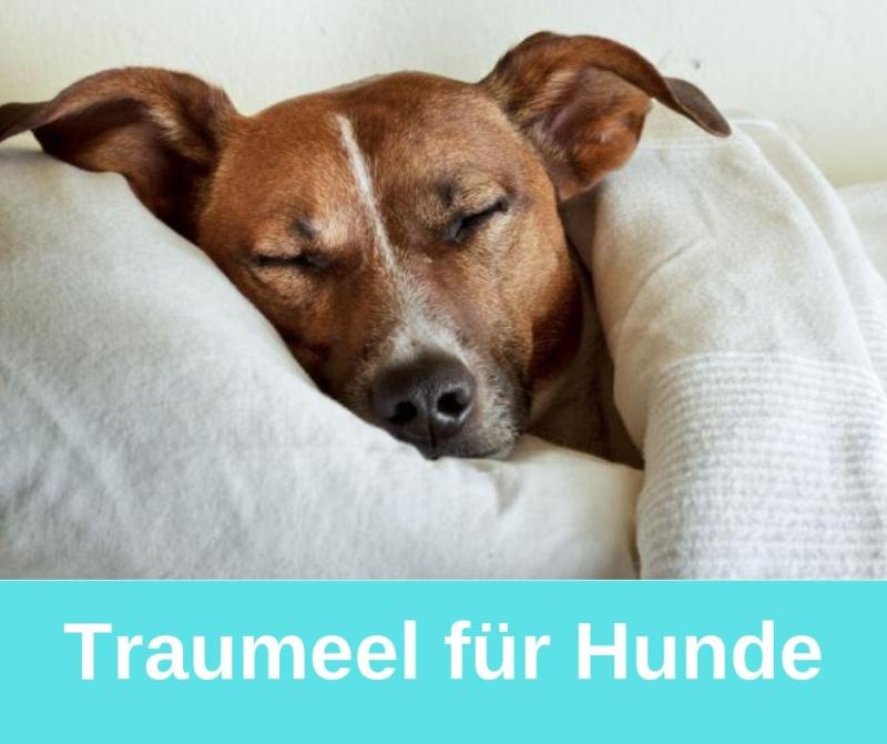 ᐅ Traumeel für Hunde › guterHund.de