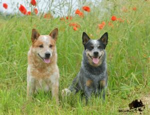 Australian Cattle Dog Silverbarn's Siro und Yumi