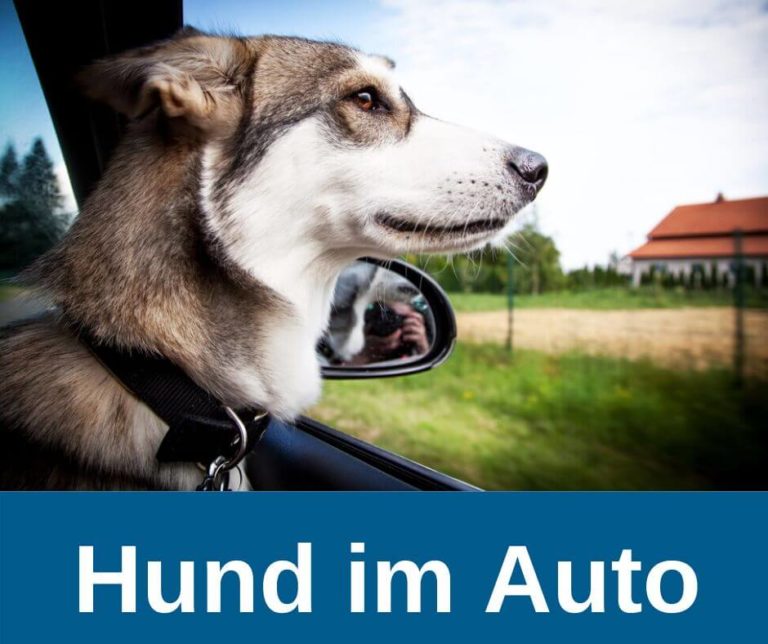 ᐅ Hund im Auto So macht Autofahren deinem Hund Spass! › guterHund.de