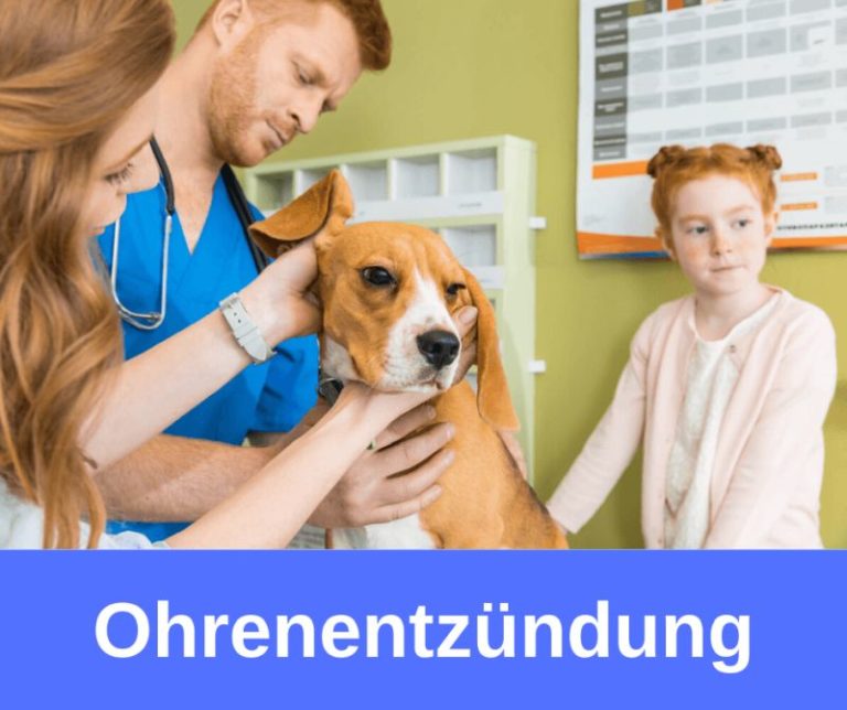 ᐅ Ohrenentzündungen bei Hunden › guterHund.de