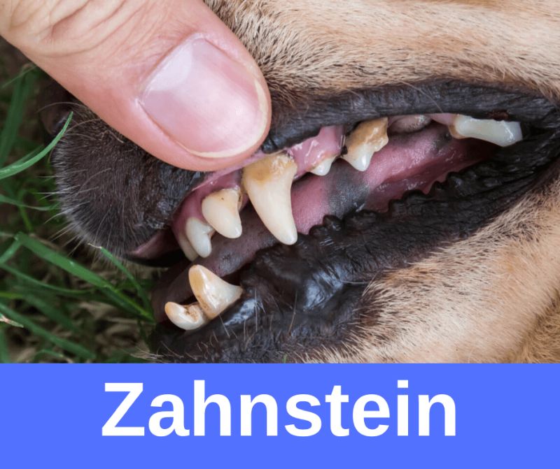 ᐅ Zahnstein beim Hund Ursachen, Symptome, Behandlung › guterHund.de