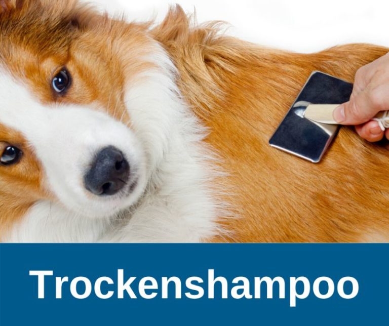 ᐅ Trockenshampoo für deinen Hund › guterHund.de