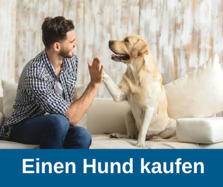 ᐅ Einen Hund Körperlich Auslasten › Guter-Hund.de