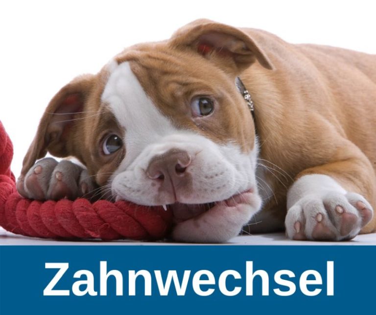 ᐅ Zahnwechsel beim Welpen › guterHund.de