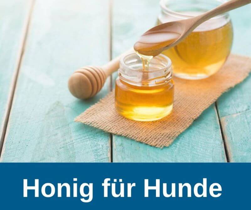ᐅ Honig Ratgeber für Hundehalter › guterHund.de