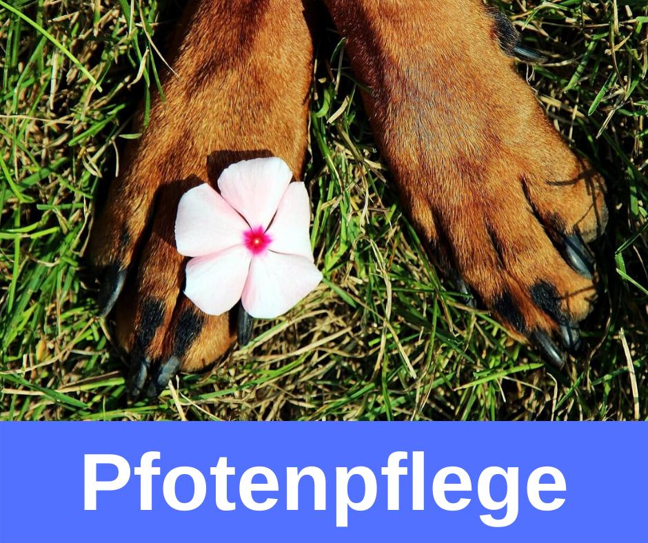 ᐅ Pfotenpflege beim Hund › guterHund.de