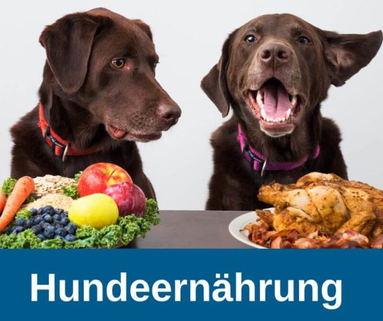 ᐅ Hundeernährung 2021 einfach erklärt › guterHund.de