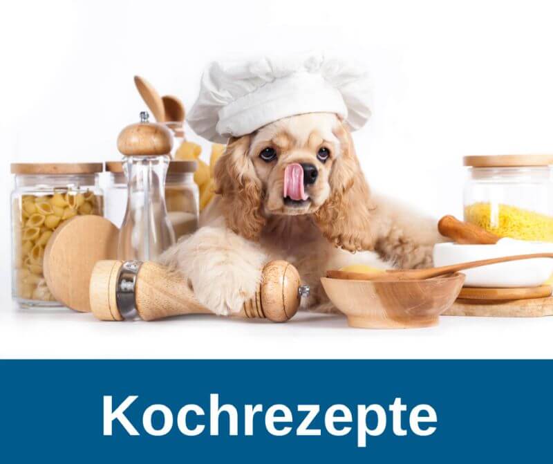 ᐅ Hundefutter selber kochen › guterHund.de