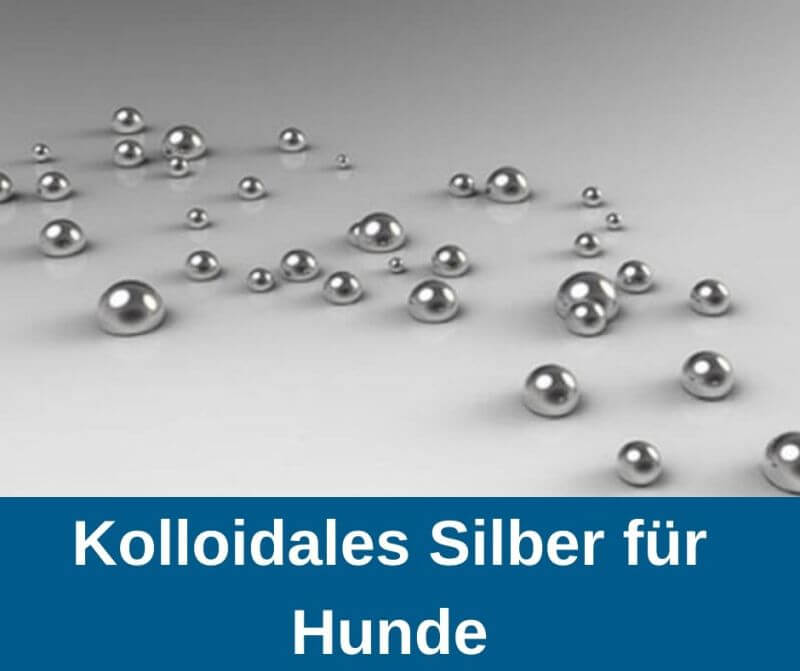 ᐅ Kolloidales Silber Ratgeber für Hundehalter 2021 › guterHund.de