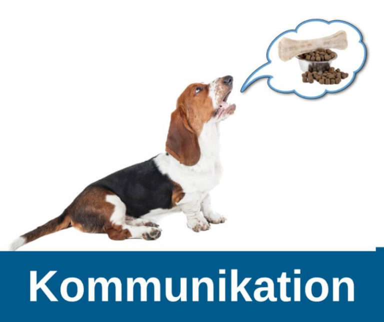 ᐅ Hunde richtig verstehen Wie Hunde kommunizieren › guterHund.de