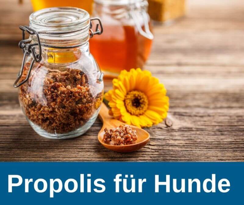 ᐅ Propolis Ratgeber für Hundehalter 2020 › guterHund.de