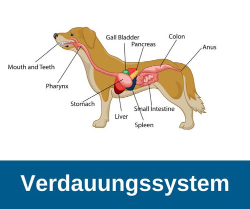 ᐅ Anatomie des Hundes der Hund im Detail › guterHund.de