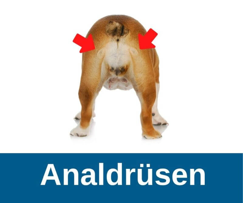 ᐅ Analbeutel Probleme Wie du deinem Hund hilfst › guterHund.de