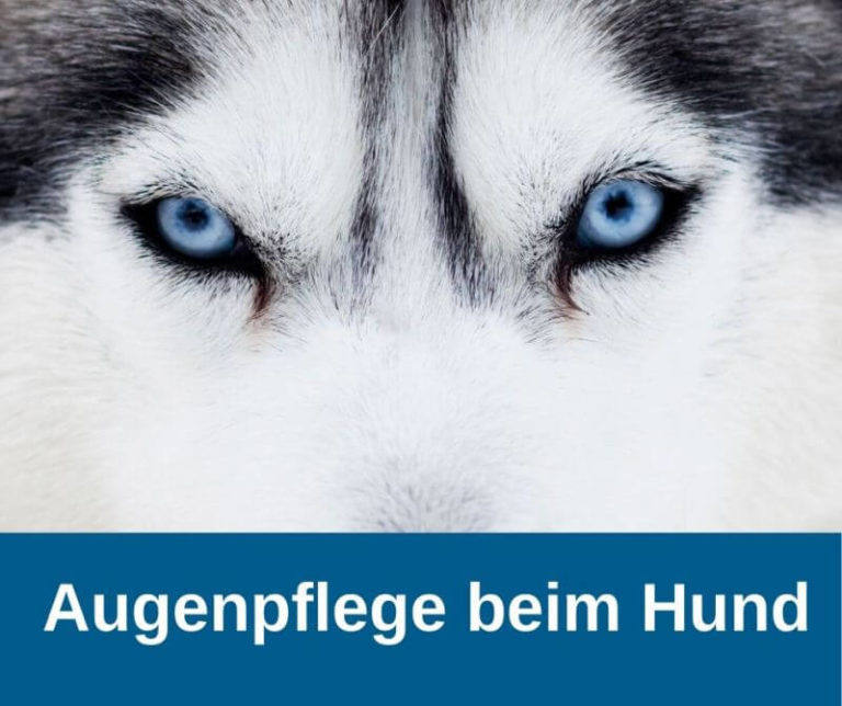 ᐅ Augensalbe für den Hund Übersicht und Anwendung › guterHund.de