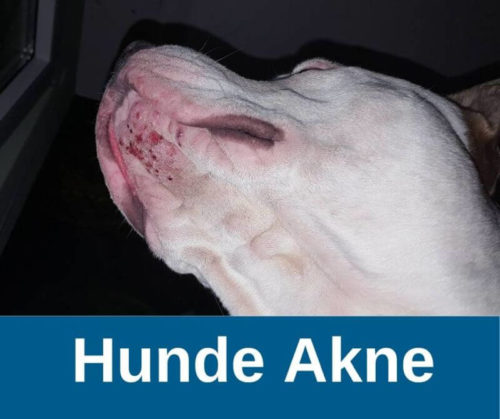 ᐅ Hunde Akne › guterHund.de