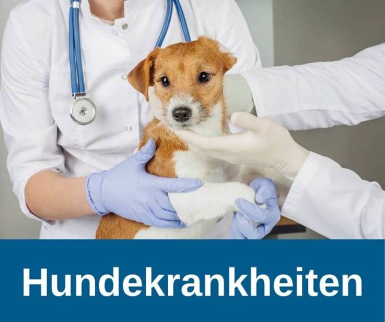ᐅ Sodbrennen Reflux beim Hund › guterHund.de