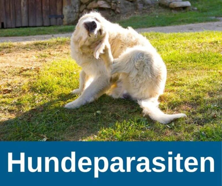 ᐅ Austrocknung (Dehydration) beim Hund › guterHund.de