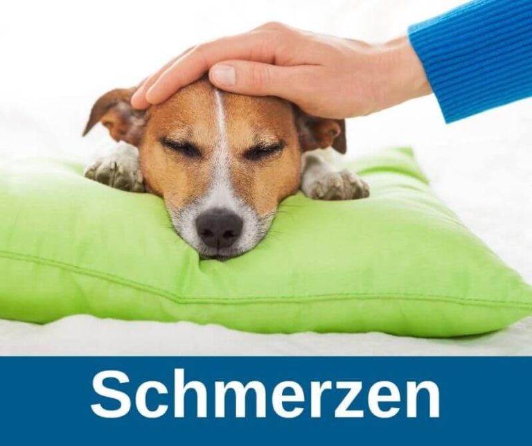 ᐅ Symptome für Schmerzen beim Hund › guterHund.de