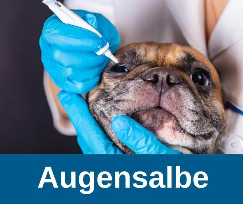 ᐅ Augensalbe für den Hund Übersicht und Anwendung › guterHund.de