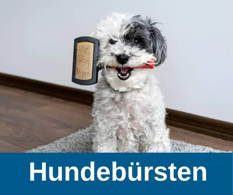 Hundebürsten