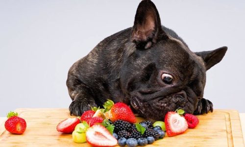 ᐅ Die besten Obst und Gemüsesorten für Hunde › guterHund.de