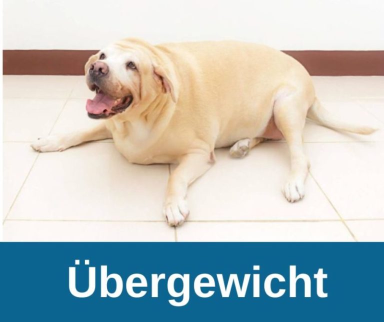 ᐅ Übergewicht beim Hund Wann ist dein Hund zu dick ? › guterHund.de